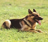 Adestramento de cães em Novo Hamburgo