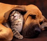 Hotéis para Cães e Gatos em Novo Hamburgo